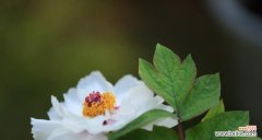 探索白牡丹花在风水学中的重要地位 白牡丹花的风水寓意与作用——带来纯洁和幸福