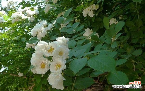 白蔷薇-纯洁 白蔷薇的花语与美好含义