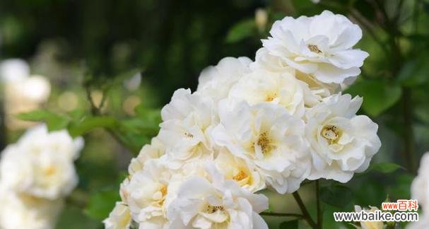 白蔷薇-纯洁 白蔷薇的花语与美好含义