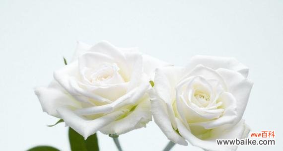 白蔷薇-纯洁 白蔷薇的花语与美好含义