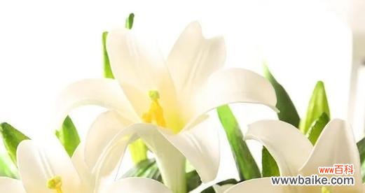 纯洁 白色百合的花语与寓意