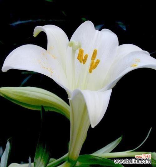 纯洁 白色百合的花语与寓意