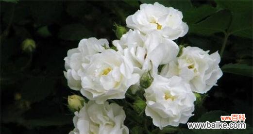 纯洁而娇美的象征——白蔷薇的美丽诠释 白蔷薇花语与代表意义