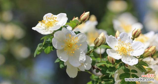纯洁而娇美的象征——白蔷薇的美丽诠释 白蔷薇花语与代表意义