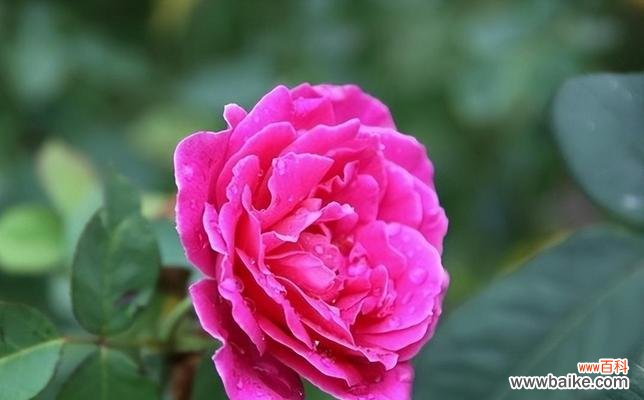 纯洁而娇美的象征——白蔷薇的美丽诠释 白蔷薇花语与代表意义