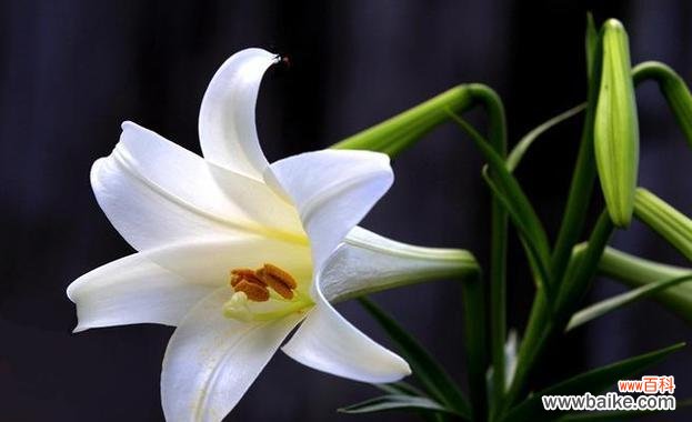 揭示白色百合花的隐含意义与象征 白色百合花语与寓意