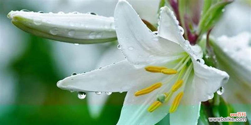 揭示白色百合花的隐含意义与象征 白色百合花语与寓意