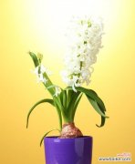 揭开白色风信子的心灵密码 白色风信子的花语和寓意