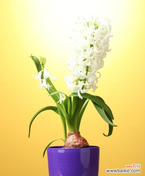 揭开白色风信子的心灵密码 白色风信子的花语和寓意