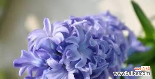 探寻白色风信子的代表意义与美丽之处 白色风信子花语