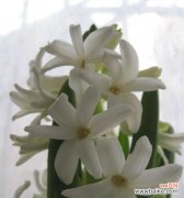 探寻白色风信子的代表意义与美丽之处 白色风信子花语