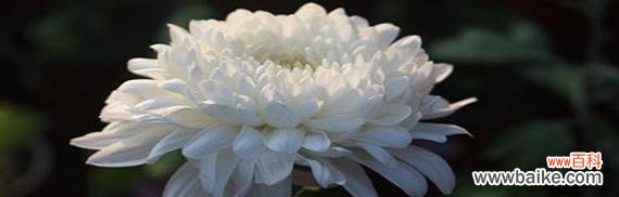 探秘白色雏菊的意义及其传达的情感 白色雏菊花语与寓意