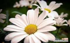 探秘白色雏菊的意义及其传达的情感 白色雏菊花语与寓意