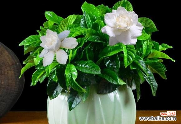 深度解读白色花朵的代表性及寓意 白色花的象征意义及文化内涵