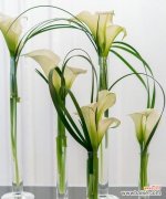 探寻白色马蹄莲的内涵与象征意义 白色马蹄莲的花语与寓意