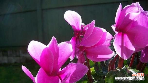 仙客来花语寓意是什么?如何理解其深层含义?