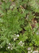 香菜开花是怎样的过程？开花后还能食用吗？