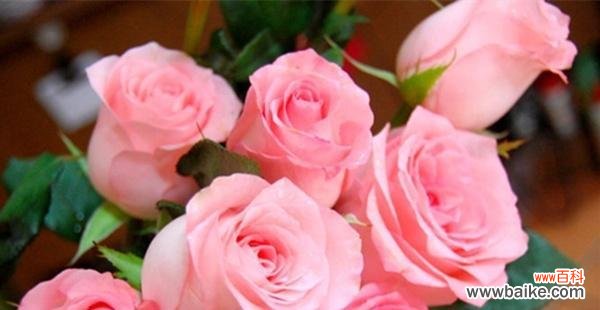 香水玫瑰的花语是什么意思？如何正确解读？