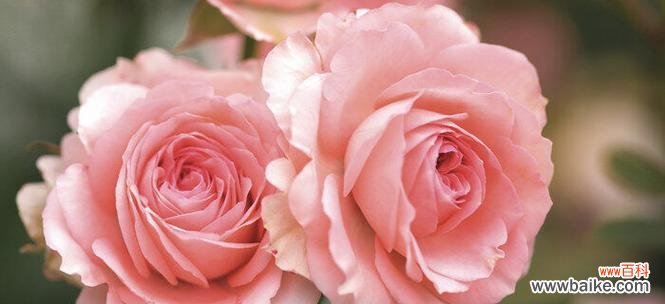 香水玫瑰的花语是什么意思？如何正确解读？