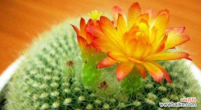 仙人球花语象征与寓意代表什么含义？如何解读仙人球的花语？