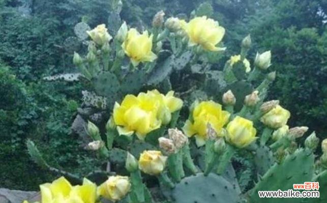 仙人掌的花语代表什么?如何理解仙人掌的花语含义?