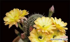 仙人掌的花语代表什么？如何理解仙人掌的花语含义？