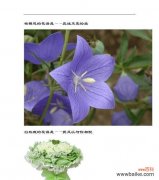 仙人掌花语象征与寓意代表什么含义？如何解读仙人掌的花语？