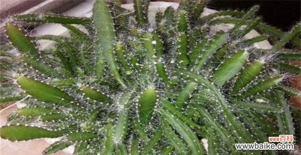 仙人指花语象征与寓意是什么?如何正确解读仙人指的花语?