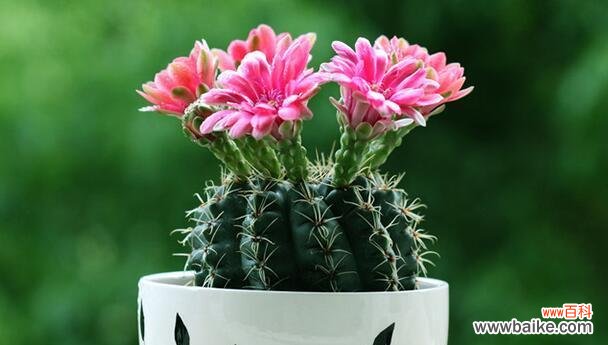 仙人指花语象征与寓意是什么?如何正确解读仙人指的花语?