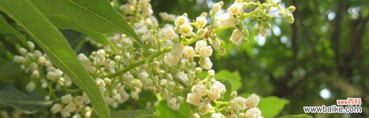 香椿树开花的寓意是什么?开花预示着什么常见问题解答?