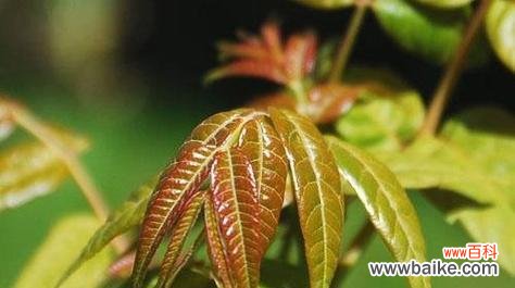 香椿树开花的寓意是什么?开花预示着什么常见问题解答?