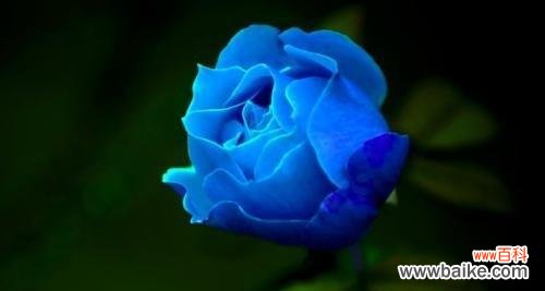 揭示玫瑰花的情感象征,领悟花语中的情感故事 解读一朵玫瑰花的花语