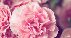 探寻不同颜色康乃馨的花语 康乃馨颜色的意义剖析