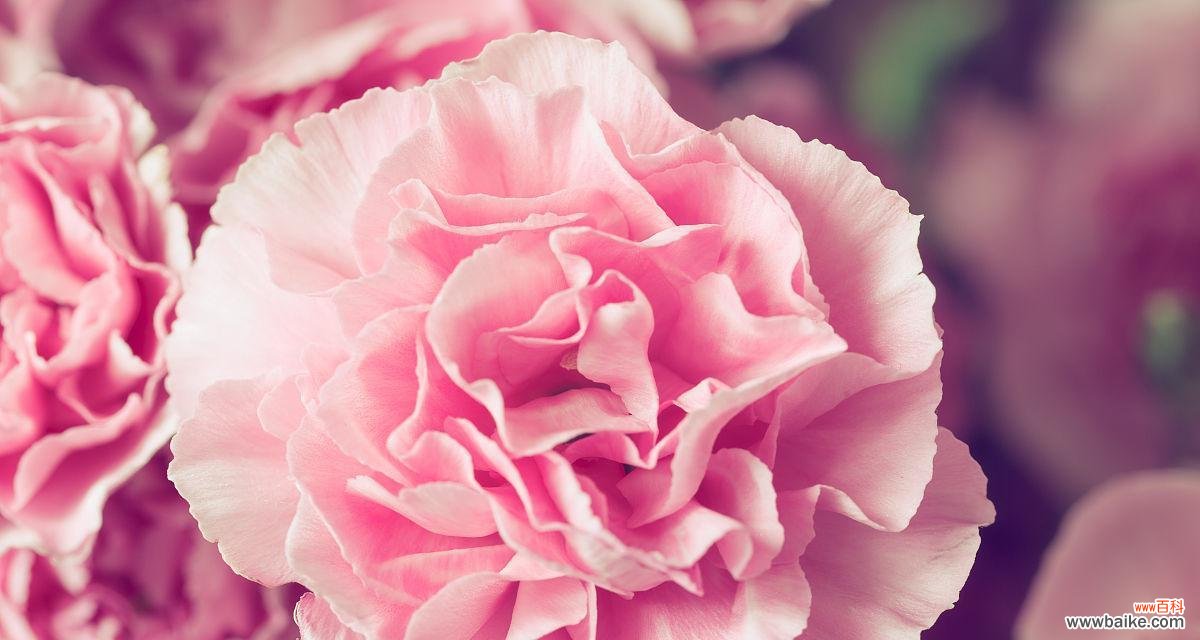 探寻不同颜色康乃馨的花语 康乃馨颜色的意义剖析