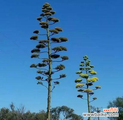 了解龙舌兰的花语，领悟生命的意义 龙舌兰——坚强和生命的象征