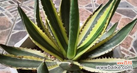 了解龙舌兰的花语，领悟生命的意义 龙舌兰——坚强和生命的象征