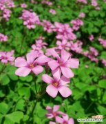 探索三叶草的含义及象征意义 三叶草的花语