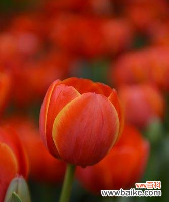 用一朵红色郁金香表达你的爱情,传递爱的信息 红色郁金香花语