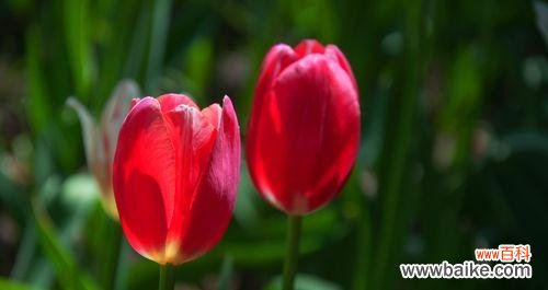 用一朵红色郁金香表达你的爱情,传递爱的信息 红色郁金香花语