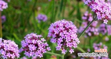 揭示花卉背后的情感密码 马鞭草花语的含义