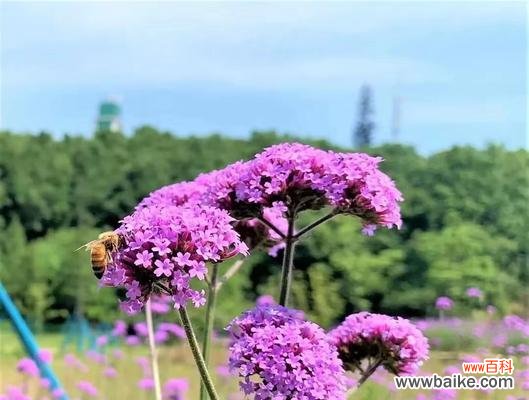 揭示花卉背后的情感密码 马鞭草花语的含义