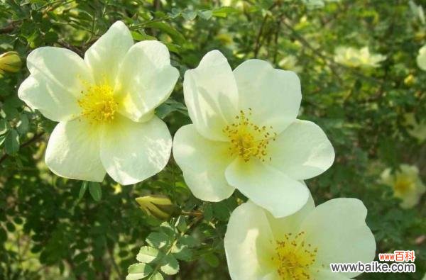 探寻白蔷薇的花语和象征意义 白蔷薇之意