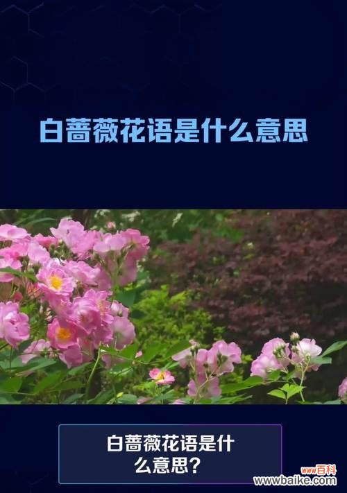 探寻白蔷薇的花语和象征意义 白蔷薇之意