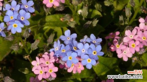 了解嘴唇花的深层含义,让你更懂得爱情 解密嘴唇花的花语