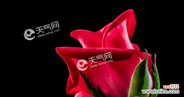 了解嘴唇花的深层含义,让你更懂得爱情 解密嘴唇花的花语