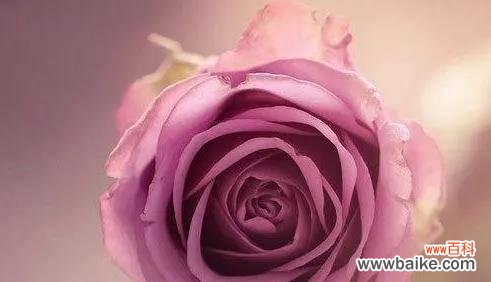 传达独特的象征和寓意 紫玫瑰花语