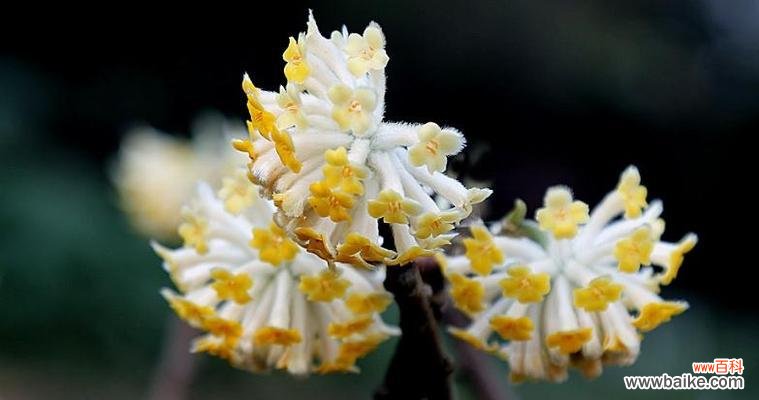 从花材到花语，探寻打结花的深刻内涵 打结花的花语