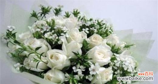 淡雅高贵 白色玫瑰的花语与象征意义