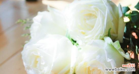 淡雅高贵 白色玫瑰的花语与象征意义
