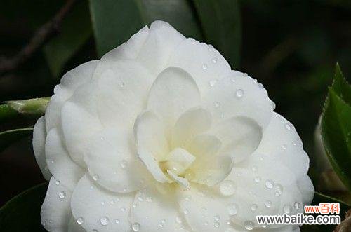 探寻白色山茶花的含义与象征 白色山茶花花语